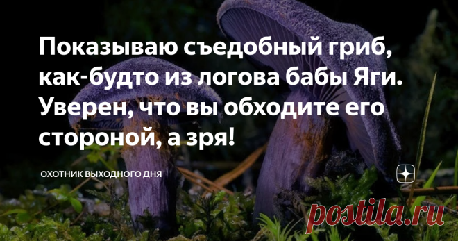 Показываю съедобный гриб, как-будто из логова бабы Яги. Уверен, что вы обходите его стороной, а зря! Увидел эти грибы и как будто лес потемнел вокруг, замолчали птицы и среди ветвей, если приглядеться, можно разглядеть стоящую к лесу задом, а к тебе передом, избу на курьих ножках. Начало сентября в Ленинградской области выдалось холодным и дождливым. Ни тебе бабьего лета, ни золотой осени. Благородные грибы удивились такому повороту и перестали расти. Остатки были быстро с...