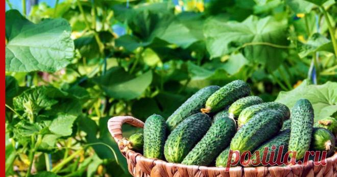 Ухаживать за огурцами, чтобы они плодоносили до заморозков, помогут пять простых советов Считается, что сезон плодоношения огурцов заканчивается в середине августа. Однако несколько простых действий помогут продлить этот период до заморозков и