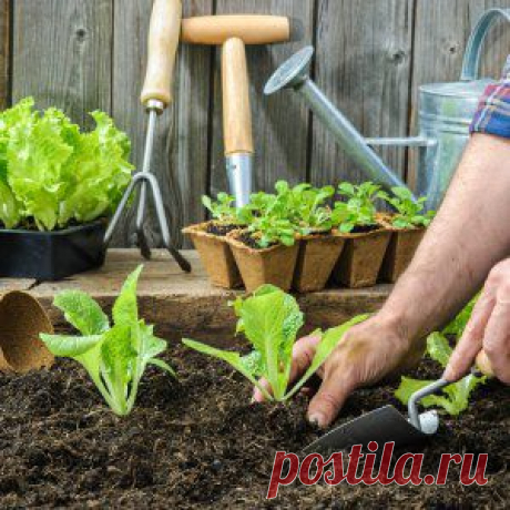 Тонкости высадки рассады в грунт