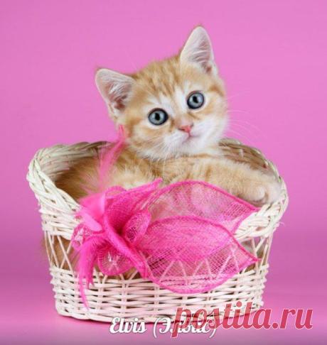Лариса Исаева