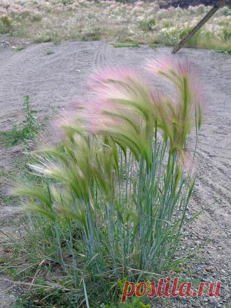 Ковыль фото