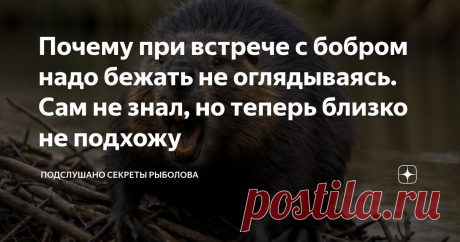 Почему при встрече с бобром надо бежать не оглядываясь. Сам не знал, но теперь близко не подхожу Статья автора «ПОДСЛУШАНО СЕКРЕТЫ РЫБОЛОВА» в Дзене ✍: Я как-то удочкой зацепил бобра. У меня нет больше этой удочки. Хорошо, что я еще есть у себя. Летнее утро.