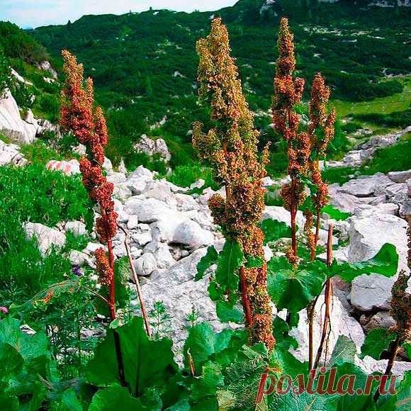 Лекарственное растение Ревень альпийский (Rumex alpinus). Многолетнее травянистое растение; на плодородной земле может достигать высоты человеческого роста. Нижние сердцевидные листья могут достигать длины 50 см и ширины 25 см, длинные черешки листьев выходят из бумажистых листовых влагалищ; стеблевые листья очередные, ланцетные, черешки часто красноватые и с наружной стороны рифленые. Края листьев волнистые. Невзрачные зеленоватые цветки собраны в длинную довольно плотную метелку.