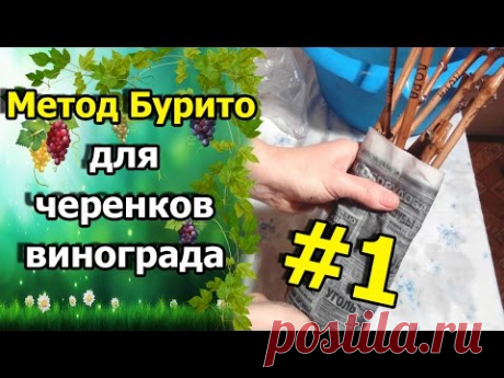 🍇Метод Буррито (Бурито) – необычный способ размножения винограда. Укоренение черенков винограда.