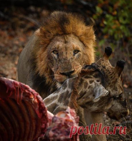 Дикие животные Африки на снимках Стивена Довера