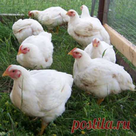 Куры бройлеры: породы, кормление, содержание, разведение
