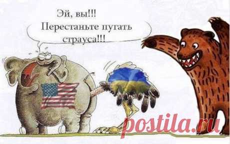 Ж@па преткновения | Блог Юлия Витязева | КОНТ