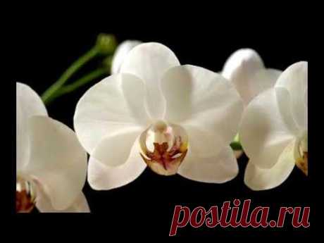 МK по полимерной глине: Орхидея / Polymer clay orchid tutorial - YouTube