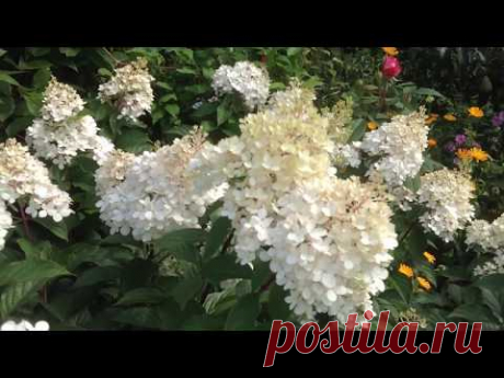 Об этом не расскажет никто! Как заставить #ВанилаФрайз держать соцветия! Как просыпаются почки на МГ