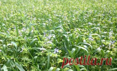 Когда сеять и убирать Люпин, посаженный как сидерат для улучшения плодородия почвы