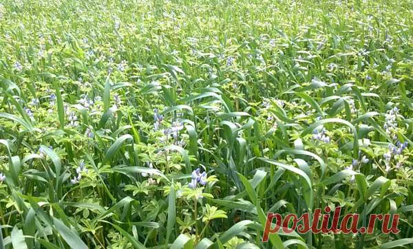 Когда сеять и убирать Люпин, посаженный как сидерат для улучшения плодородия почвы