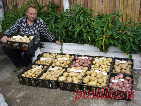 Урожайные грядки от Игоря Лядова(Вот это урожай!!!).