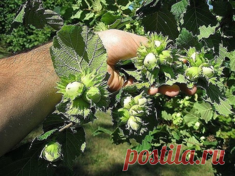 Как создать ореховый сад 

Лещина и фундук – редкие гости на наших садовых участках. И это довольно странно, если учесть, сколько стоит один килограмм орехов. На участке в четыре сотки можно создать целый сад из фундуков, которые будут хорошо плодоносить. 

О ПОЧВЕ 

Фундук предпочитает легкие по механическому составу и богатые органикой почвы. Если земля на участке другая, то ее надо подкорректировать, добавив в посадочную яму песка и перегноя. Причем перегноя нужно сравн...