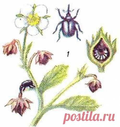 Вредители малины и борьба сними