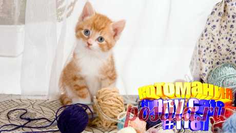 Вам нравится смотреть смешные видео про котов? Тогда мы уверены, Вам понравится наше видео 😍. Также на котомании Вас ждут: видео кот,видео кота,видео коте,видео котов,видео кошек,видео кошка,видео кошки,видео о котах, видео о кошках смешные, видео с кошками, для котов, коты видео, кошка видео смешное, кошки прикол, приколы котов, прикольные коты, про кошку, смешно котики, смешное про кошек, смешные кошки видео