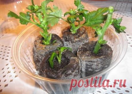 ВЫРАСТИТЬ ХРИЗАНТЕМУ ИЗ БУКЕТА СОВСЕМ НЕ СЛОЖНО
Существует огромное множество видов и расцветок хризантем. Это красивое декоративное растение, хорошо размножающееся и не требующее особых условий для выращивания в саду или на подоконнике. При правильном уходе яркие гармоничные соцветия и насыщенная зелень будут радовать глаз в течение долгого времени.
1. Подготовьте черенок. Для этого удалите с веточки цветы и листья, прищипните верхушку. Оставьте черенок в воде до тех пор, пока хризантема не п