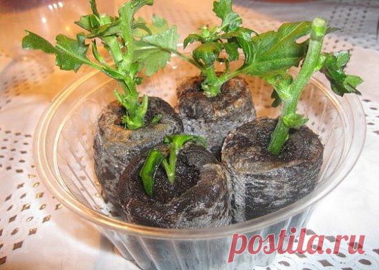 ВЫРАСТИТЬ ХРИЗАНТЕМУ ИЗ БУКЕТА СОВСЕМ НЕ СЛОЖНО
Существует огромное множество видов и расцветок хризантем. Это красивое декоративное растение, хорошо размножающееся и не требующее особых условий для выращивания в саду или на подоконнике. При правильном уходе яркие гармоничные соцветия и насыщенная зелень будут радовать глаз в течение долгого времени.
1. Подготовьте черенок. Для этого удалите с веточки цветы и листья, прищипните верхушку. Оставьте черенок в воде до тех пор, пока хризантема не п