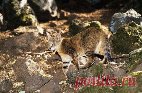 Камышовый кот является идеальным выбором для любителей экзотики