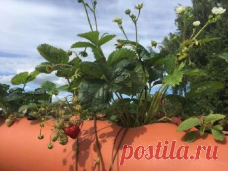 Грядки для клубники в трубах ПВХ своими руками