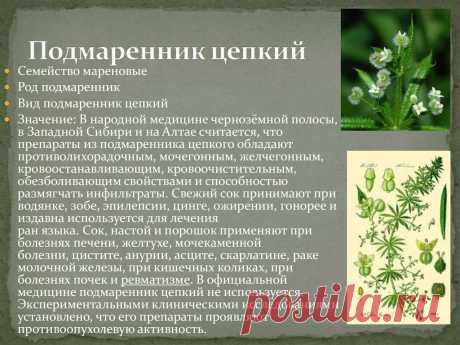 Подмаренник цепкий