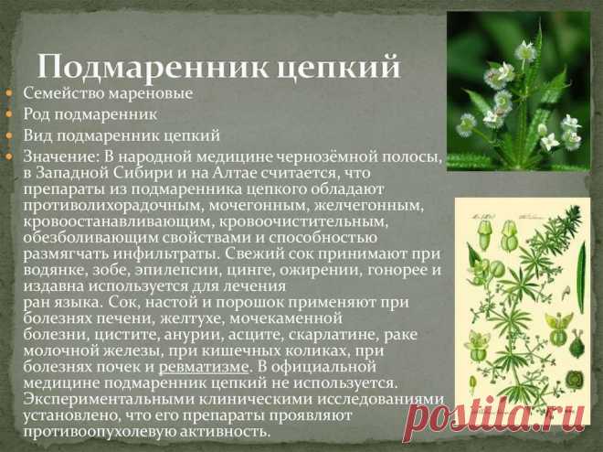 Подмаренник цепкий