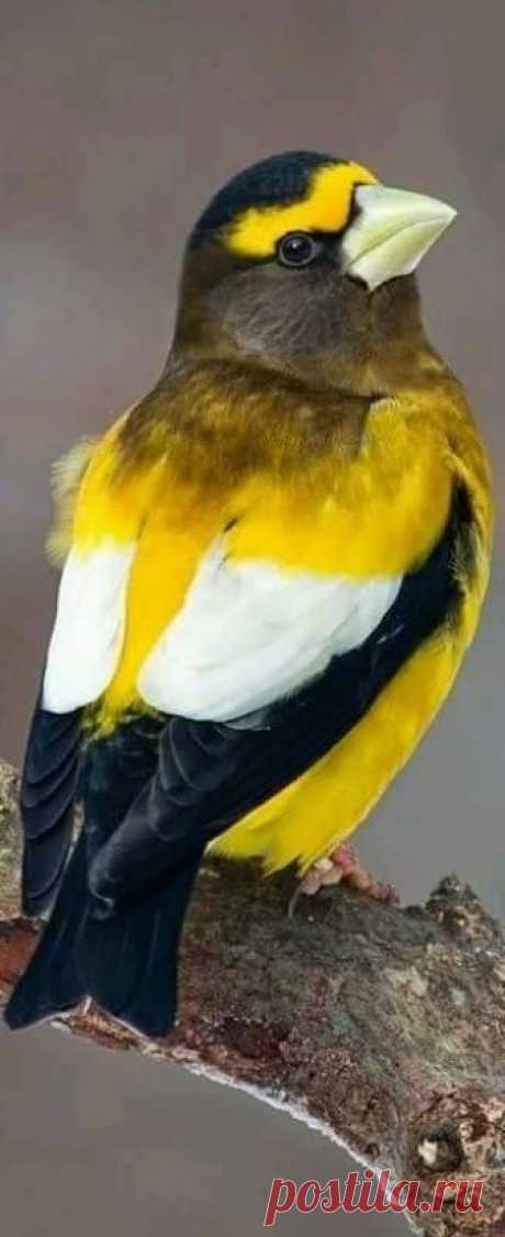 flying of birds Source :flying of birds