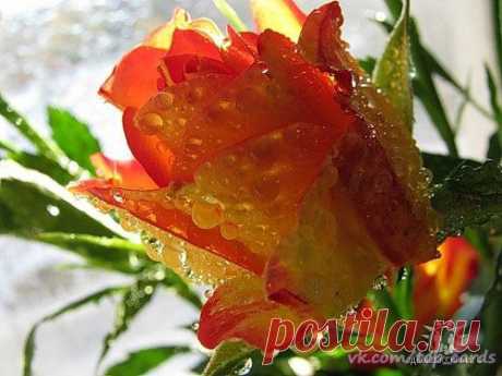 Какой завтра праздник? 3 Июля 2016 г. – Воскресенье • День работников морского и речного флота 36 лет • День ГИБДД (День ГАИ) 80 лет • День тайной дружбы • День Республики Хакасия 24 года • День образования Республики Алтай 25 лет • День независимости - Республика Беларусь 20 лет • Именины у Глеба, Гурия, Мефодия, Риммы, Инны, Пинны, Димитриана, Афанасия, Левкия • Мефодий Перепелятник