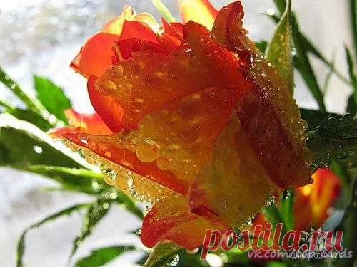 Какой завтра праздник? 3 Июля 2016 г. – Воскресенье • День работников морского и речного флота 36 лет • День ГИБДД (День ГАИ) 80 лет • День тайной дружбы • День Республики Хакасия 24 года • День образования Республики Алтай 25 лет • День независимости - Республика Беларусь 20 лет • Именины у Глеба, Гурия, Мефодия, Риммы, Инны, Пинны, Димитриана, Афанасия, Левкия • Мефодий Перепелятник