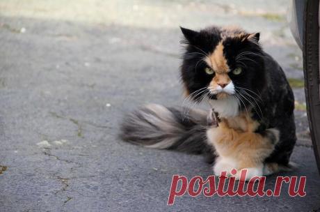 Мой Мир@Mail.Ru