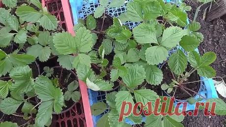 НАСЫПЬТЕ ЭТОГО под кусты ЗЕМЛЯНИКИ И УРОЖАЙ ЗАВАЛИТ!