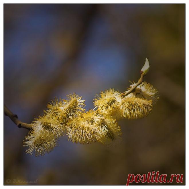 Кудрявые весенние барашки...