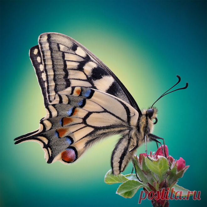 Butterflies & moths! - Google+