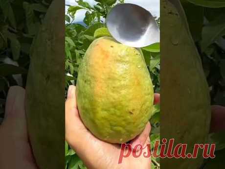 Авокадо 🥑 супер фуд? #авокадо #avocado