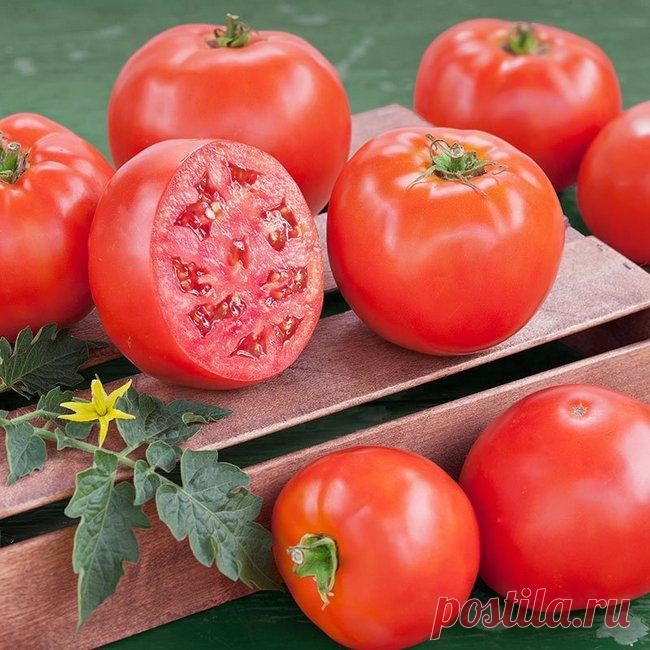 Самые вкусные сорта томатов для теплиц