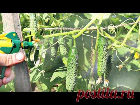 Уже жалею что опрыскала огурцы этим! Весь дом и дачу завалила зеленцами некада девать! Кефир огурцам