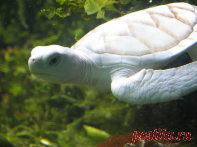 Черепаха альбинос.