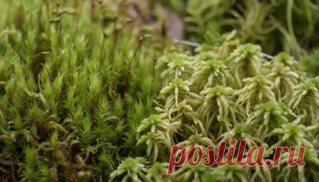 Почему мхи являются тупиковой ветвью эволюции | PortalBio