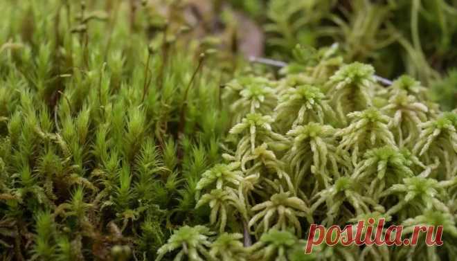 Почему мхи являются тупиковой ветвью эволюции | PortalBio
