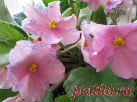 Фиалки. / Болталка / Сад и огород