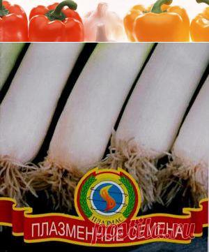 Лук порей Выращивание в траншейках