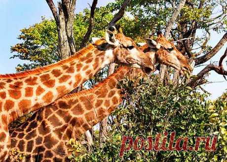 флора и фауна танзании – Google Поиск