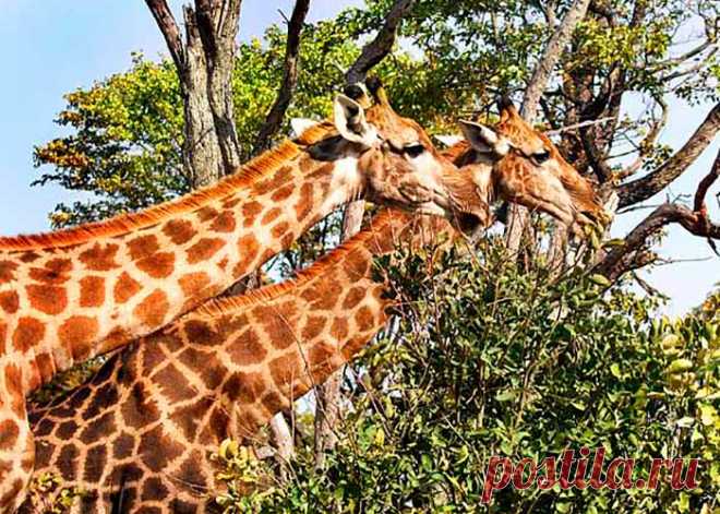 флора и фауна танзании – Google Поиск