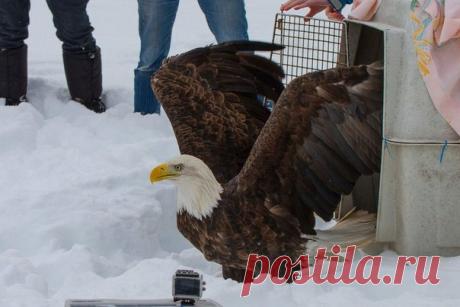 Орлан преданно ждал свою невесту у окон больницы целую неделю: