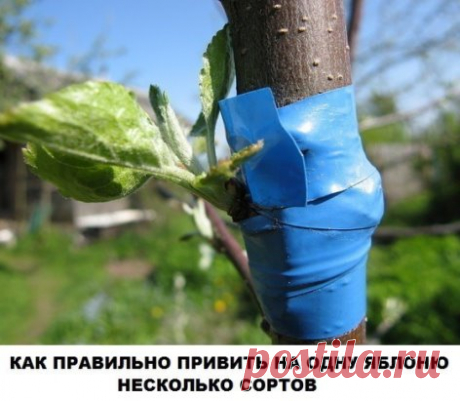 КАК ПРАВИЛЬНО ПРИВИТЬ НА ОДНУ ЯБЛОНЮ НЕСКОЛЬКО СОРТОВ (советы агронома)