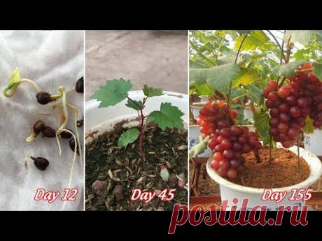 Советы по выращиванию винограда из семян для садоводов