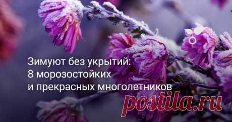 Зимуют без укрытий: 8 морозостойких и прекрасных многолетников — Ботаничка На клумбах можно посадить неприхотливые зимостойкие многолетние цветы, требующие минимального ухода. Мы расскажем о красивых декоративных многолетниках, которым не нужно укрытие на зиму в средней полосе.