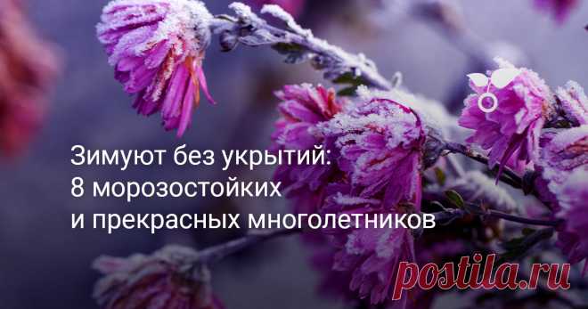 Зимуют без укрытий: 8 морозостойких и прекрасных многолетников — Ботаничка На клумбах можно посадить неприхотливые зимостойкие многолетние цветы, требующие минимального ухода. Мы расскажем о красивых декоративных многолетниках, которым не нужно укрытие на зиму в средней полосе.