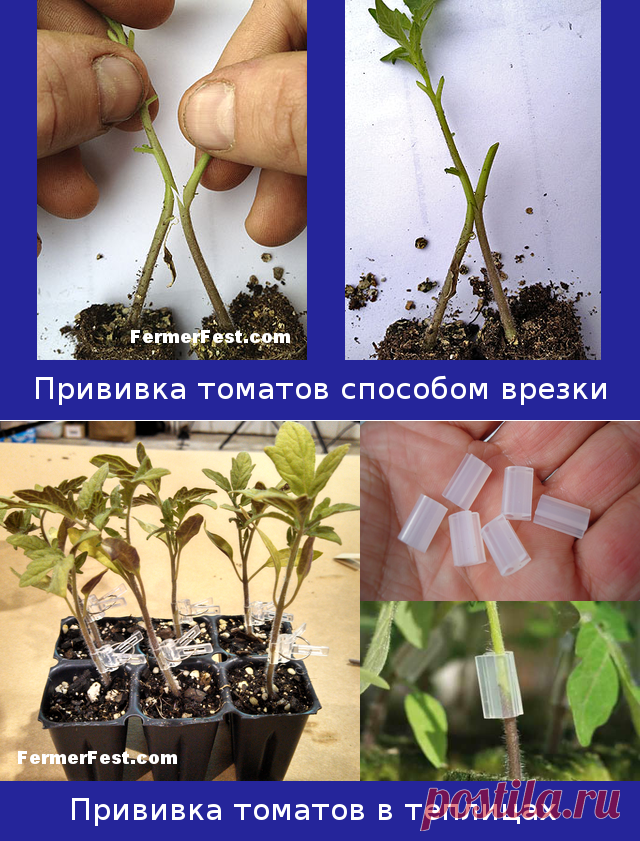 Как получить привитые томаты