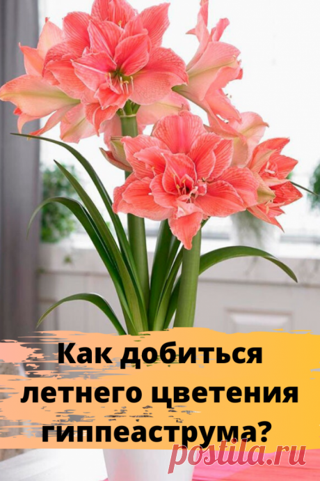 Как добиться летнего цветения гиппеаструма?
