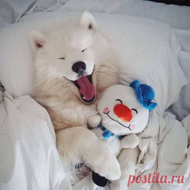 Несколько эмоций от животных, которые так знакомы каждому человеку